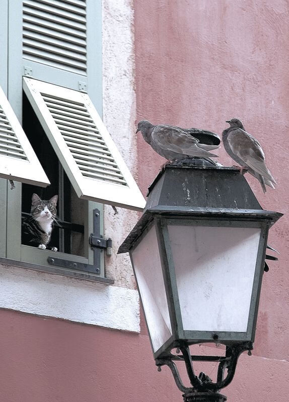 爱游戏app-伊朗男足在巴黎奥运会上获得银牌，创历史，伊朗男足名单