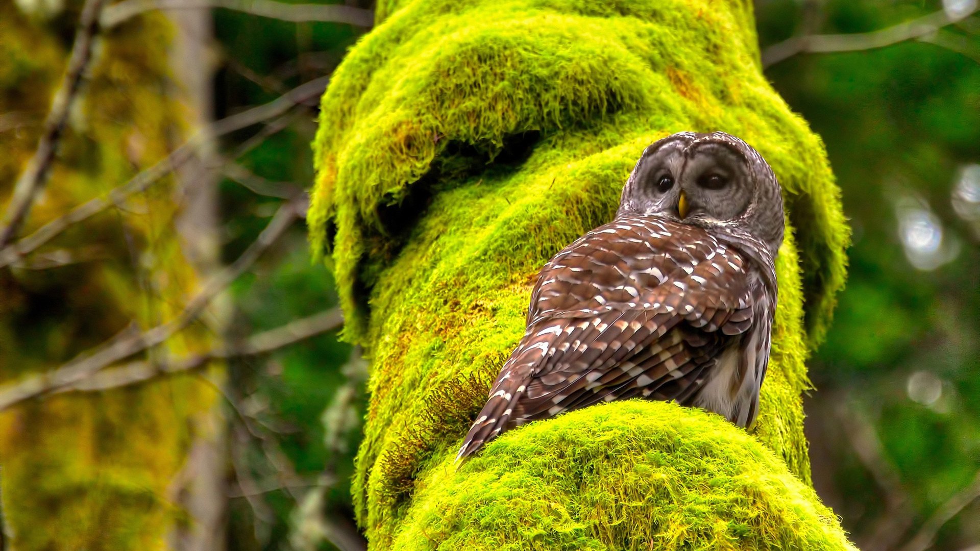 爱游戏综合娱乐-大型水上飞人表演，激流与空中的极限挑战，水上飞人有危险吗