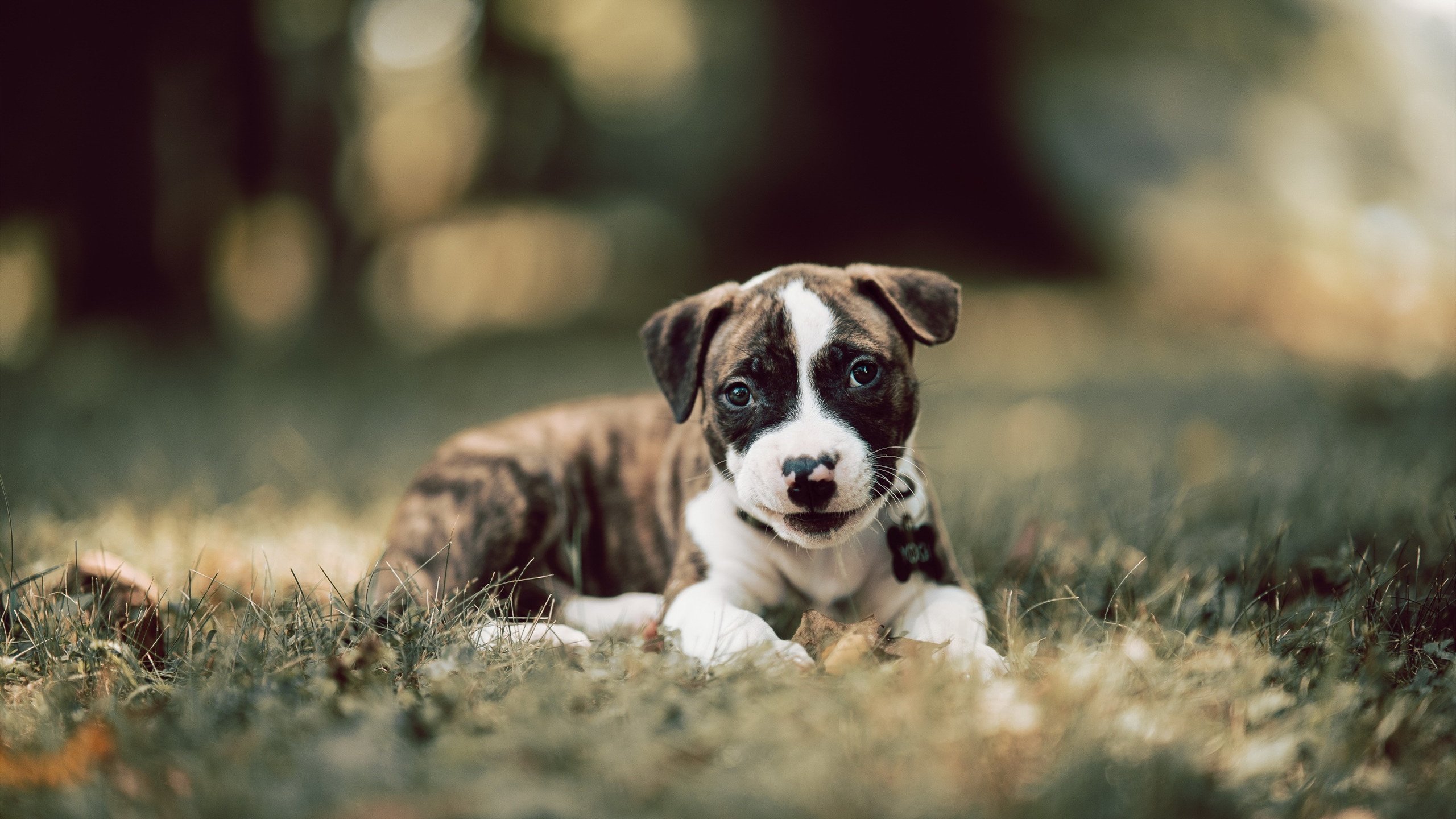 特色冰壶体验营,冬季运动新潮流,冰壶项目视频