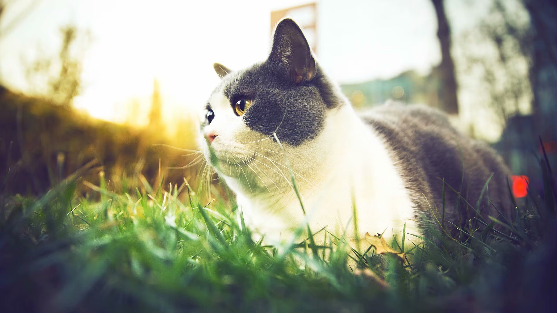 AYX SPORTS-NBA与电竞双IP商业模型大受认可，nba投资电竞