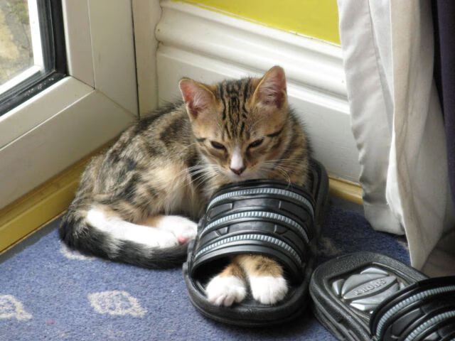 爱游戏app-东契奇无解表现继续统治赛场，东契奇这么强