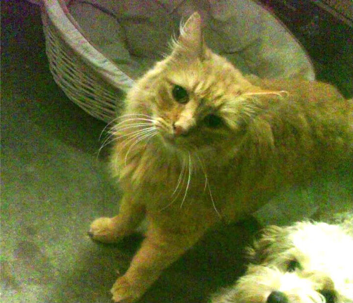 保加利亚豪胜!罗马尼亚队节节败退,罗马尼亚和保加利亚以什么为国界