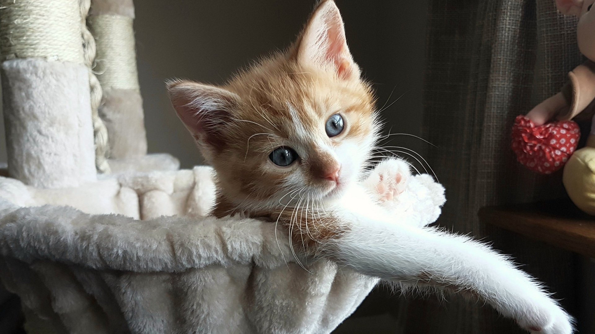 AYX SPORTS-博塔弗戈在2024年解放者杯中夺冠，实现双冠王，解放者杯博卡青年