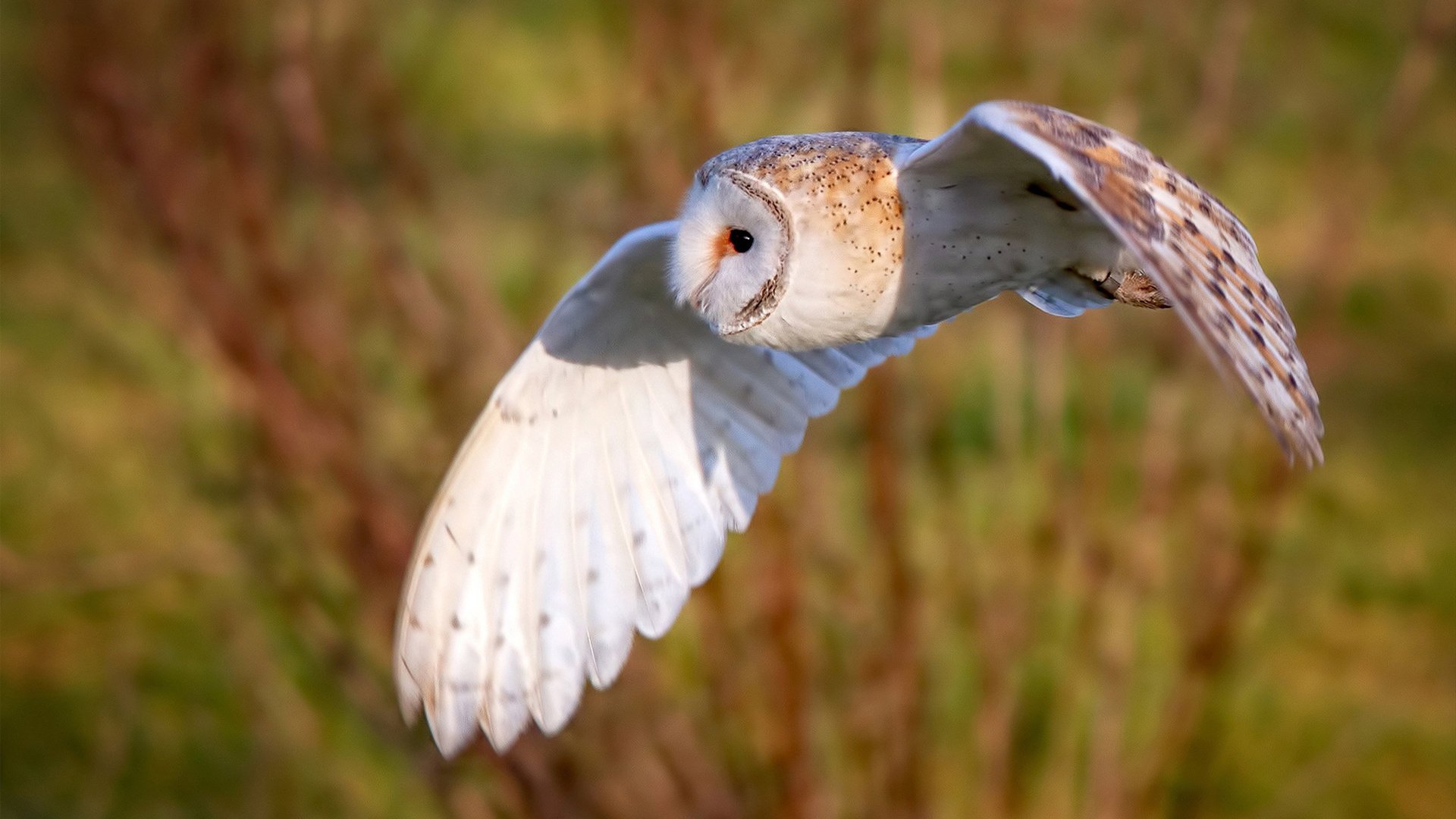 奥格斯堡是否具备翻盘逆境的韧性,奥格斯堡官网