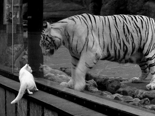 广州恒大签下新外援,引进乌拉圭国脚苏亚雷斯,广州恒大足球新外援