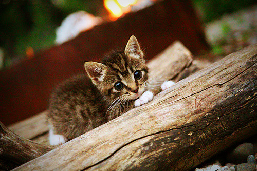 爱游戏体育官方网站-核心球员复出，球队实力再次提升，nba核心球员