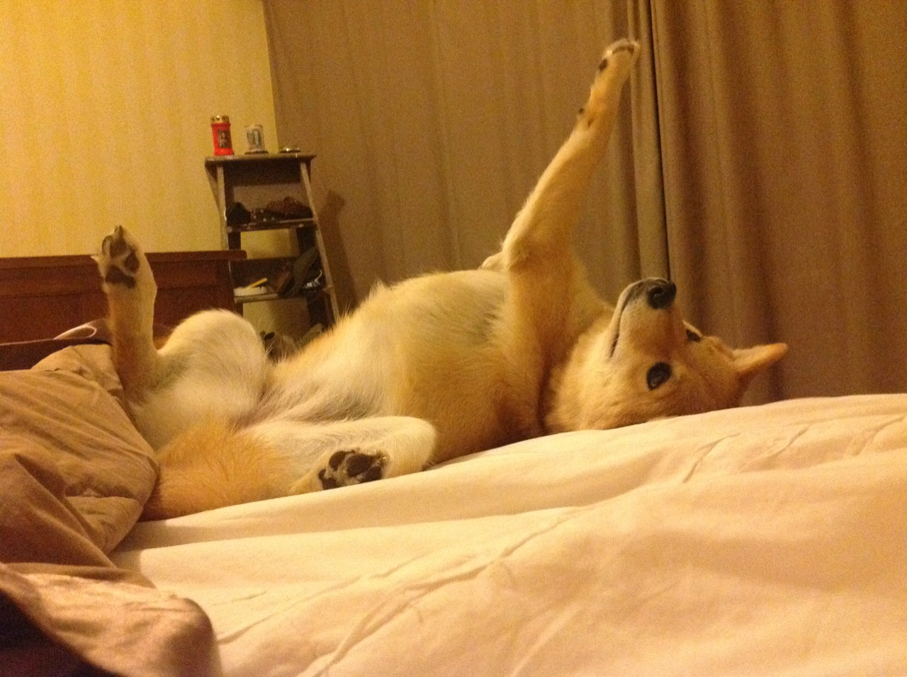 突发体操吊环断裂选手惊险落地,体操吊环标准尺寸