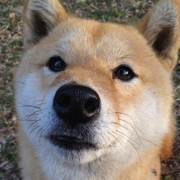 足球职业联赛球队实力对比悬殊,盘赢信仰,足球联赛球队排名