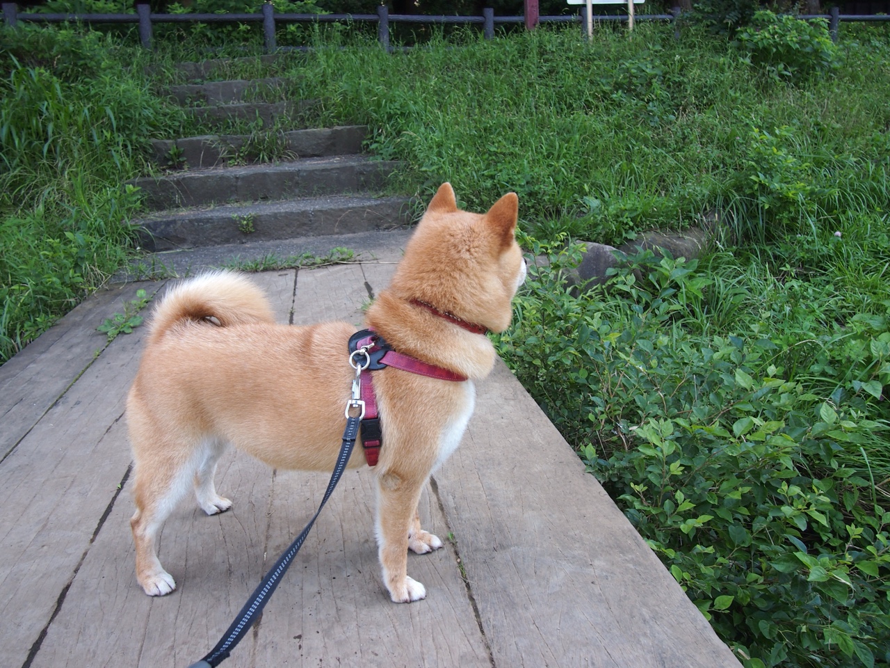 中国篮球青训教练员专业能力提升与教学创新,篮球青训师的待遇怎么样