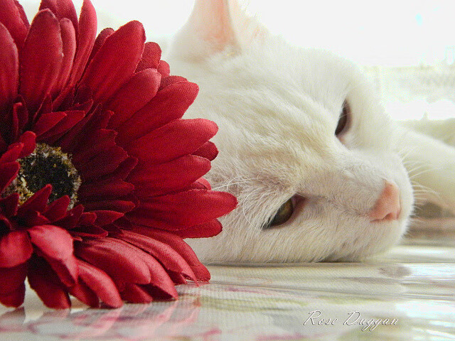 “亚洲球队难逃出局命运,仅阿尔希拉尔挺进淘汰赛”