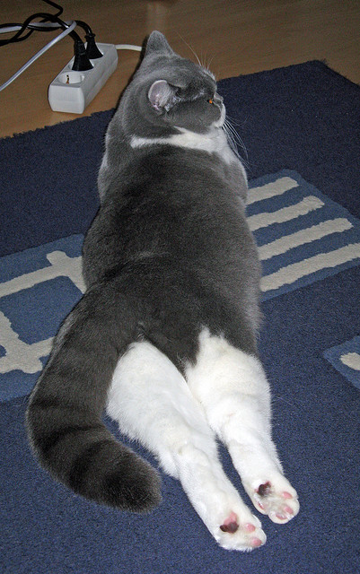 中甲球队主场迁移引发球迷讨论,中甲场地