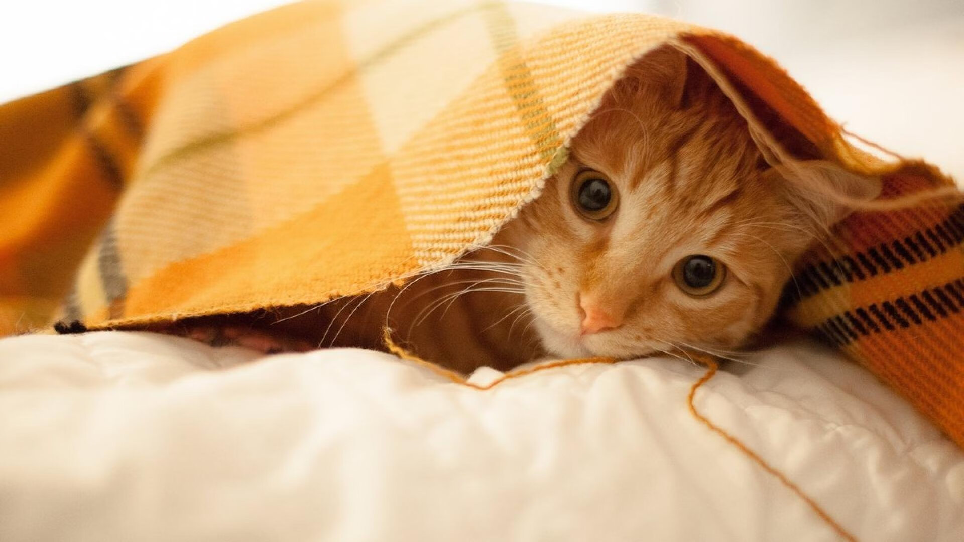 爱游戏综合娱乐-加拿大队如何在国际乒联混合团体世界杯中调整战术应对变化，加拿大乒乓球外援