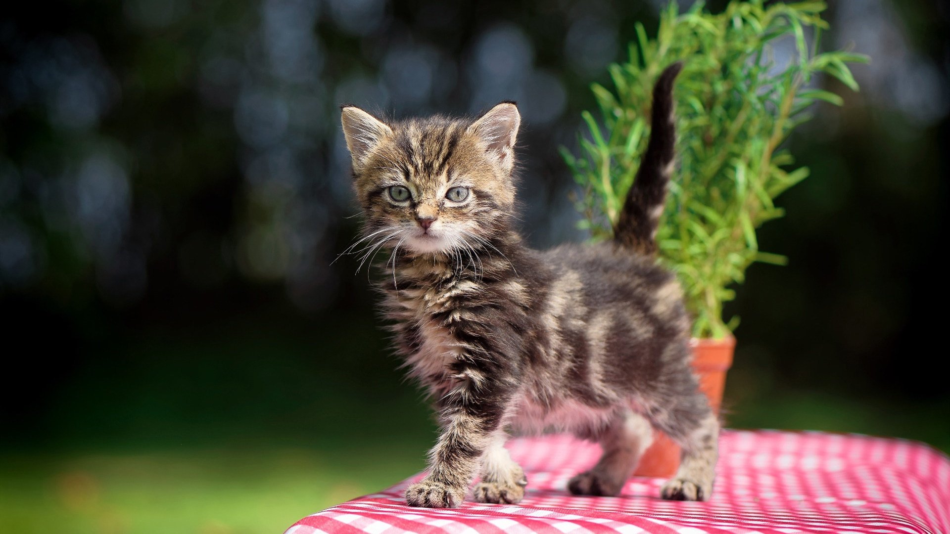 世界杯经典场面:历史永不褪色的瞬间,世界杯经典回顾